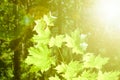 Springtime - fresh green maple leaves in the forest Royalty Free Stock Photo