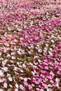 Springtime. Fresh impatiens walleriana flower field. Colorful floral blossom