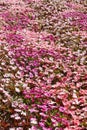 Springtime. Fresh impatiens walleriana flower field. Colorful floral blossom