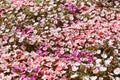 Springtime. Fresh impatiens walleriana flower field. Colorful floral blossom