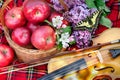 Springtime. Fresh red apples in a wicker basket in the garden. Picnic on the grass. Ripe apples and violin. Plaid on the grass, ap Royalty Free Stock Photo