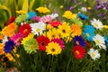 Springtime freshness multi colored daisy evokes seasonal vibrancy