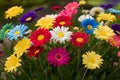 Springtime freshness multi colored daisy evokes seasonal vibrancy