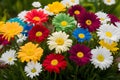 Springtime freshness multi colored daisy evokes seasonal vibrancy