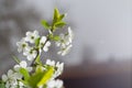 Springtime in fruit orchard, white cherry tree blossom close up Royalty Free Stock Photo