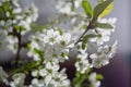 Springtime in fruit orchard, white cherry tree blossom close up Royalty Free Stock Photo