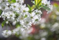 Springtime in fruit orchard, white cherry tree blossom close up Royalty Free Stock Photo