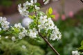 Springtime in fruit orchard, white cherry tree blossom close up Royalty Free Stock Photo