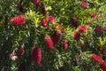 Australian native flowering red bottlebrush tree Royalty Free Stock Photo