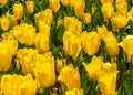 springtime garden of bright yellow tulips