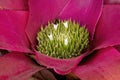 Blushing bromeliad with pink leaves and white flowers starting to open Royalty Free Stock Photo