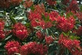 Canopy of alloxylon flammeum or queensland tree waratah Royalty Free Stock Photo