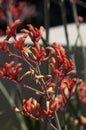 Orange kangaroo paw bush with open flowers Royalty Free Stock Photo