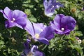 Purple flowering alyogyne also known as a lilac hibiscus Royalty Free Stock Photo