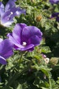 Purple flowering alyogyne also known as a lilac hibiscus Royalty Free Stock Photo