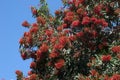 Red flowering alloxylon flammeum or red silky oak tree Royalty Free Stock Photo