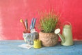 Springtime gardening, young lavender plant, and gardening tools