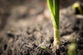 Springtime garlic leaf organic plant close up growing in home garden