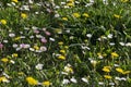 Springtime glade in bloom with grass and wild flowers