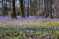 Springtime - glades of flowering crocus in park. Cetinje, Montenegro Royalty Free Stock Photo