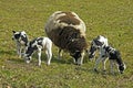 In springtime grazing Dutch lambs and mother sheep Royalty Free Stock Photo