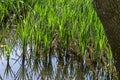 Springtime green and fresh reed, Phragmites communis or rush and tree with reflection on a beauty lake in South park