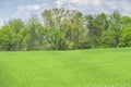 Springtime Green Grass and Trees With Copy Space