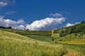 Springtime green idyllic hill with vineyard Royalty Free Stock Photo