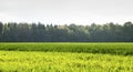 Springtime green landscape