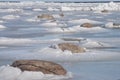 Springtime in Gulf of Riga covered with melting ice