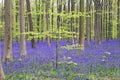 Springtime in Hallerbos forest, Belgium Royalty Free Stock Photo