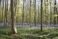 Springtime in Hallerbos Royalty Free Stock Photo