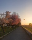 Spring blooms on the promenade in Bosanski Brod Royalty Free Stock Photo