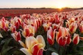 Springtime in Holland, field of red and yellow tulips at sunset Royalty Free Stock Photo