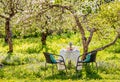 Springtime in home blooming apple garden concept.