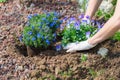 Springtime home gardening, planting flowers in soil