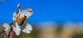 Springtime. Honey bee gathering pollen from almond tree blossoms, blue sky background, banner Royalty Free Stock Photo