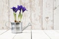 Springtime, iris potted flowers in watering can on wooden white Royalty Free Stock Photo