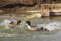 Two ducks in a dramatic fight Royalty Free Stock Photo