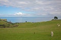 Springtime lamb with Rangitoto Island in the background Royalty Free Stock Photo