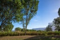 Long view of trees, marsh, and mountains at Dead Horse Ranch State Park near Cottonwood, Arizona