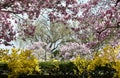 Springtime landscape with magnolia trees blooming