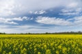 Springtime landscape over natural oilseed field Royalty Free Stock Photo