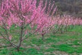 Springtime landscape with peach tree orchards in the countryside