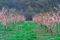 Springtime landscape with peach tree orchards in the countryside