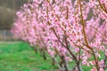 Springtime landscape with peach tree orchards in the countryside