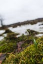 Springtime landscape snowdrops flowers ,view from the hill Royalty Free Stock Photo