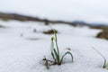 Springtime landscape snowdrops flowers ,view from the hill Royalty Free Stock Photo