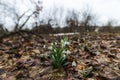 Springtime landscape snowdrops flowers ,view from the hill Royalty Free Stock Photo