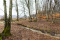 Springtime landscape snowdrops flowers ,view from the hill Royalty Free Stock Photo